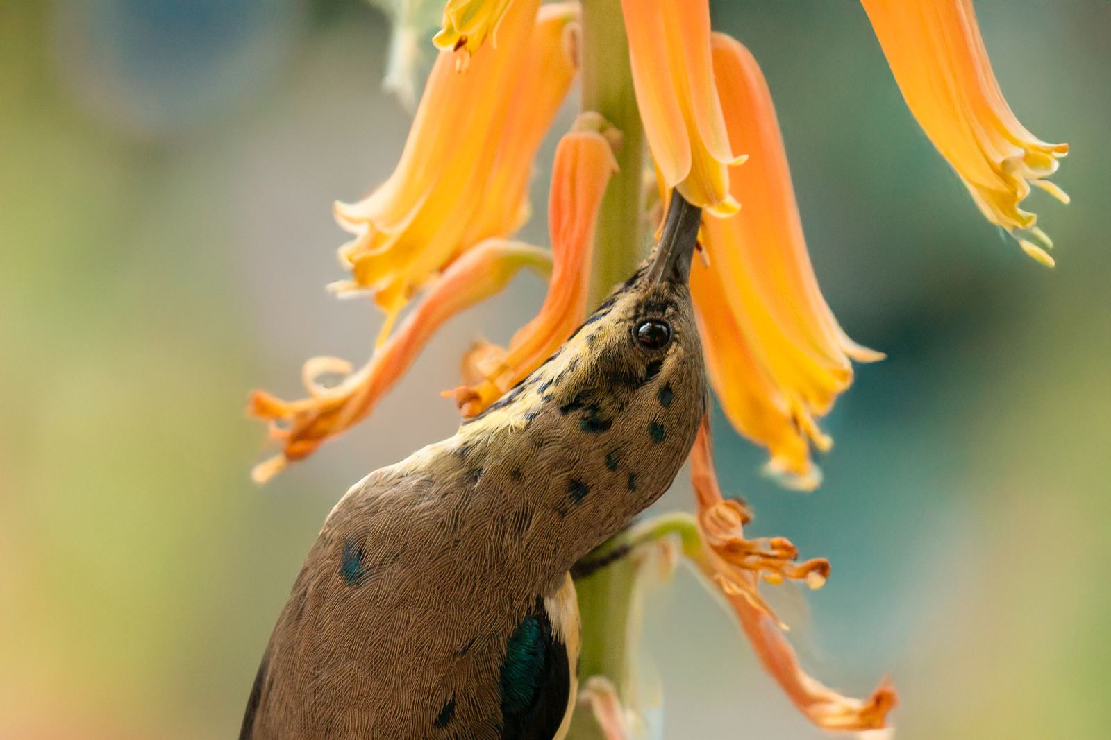INSIDE THE GOLDEN TUNNEL