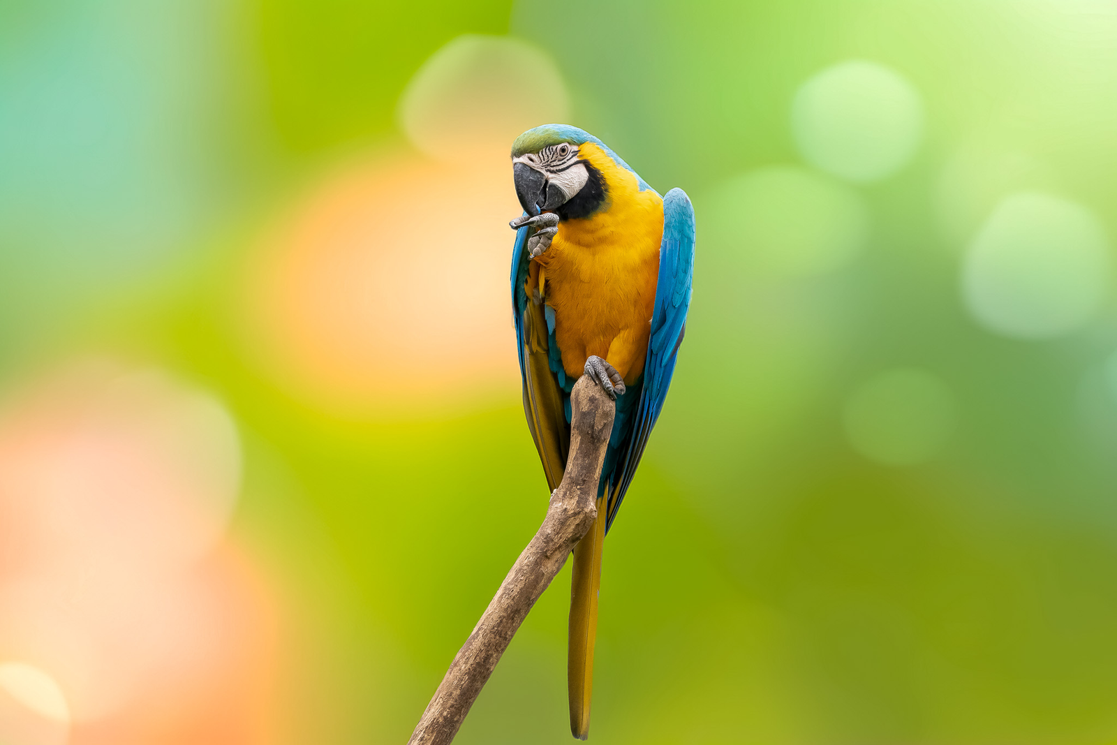 DAYDREAM IN PRIMARY COLORS