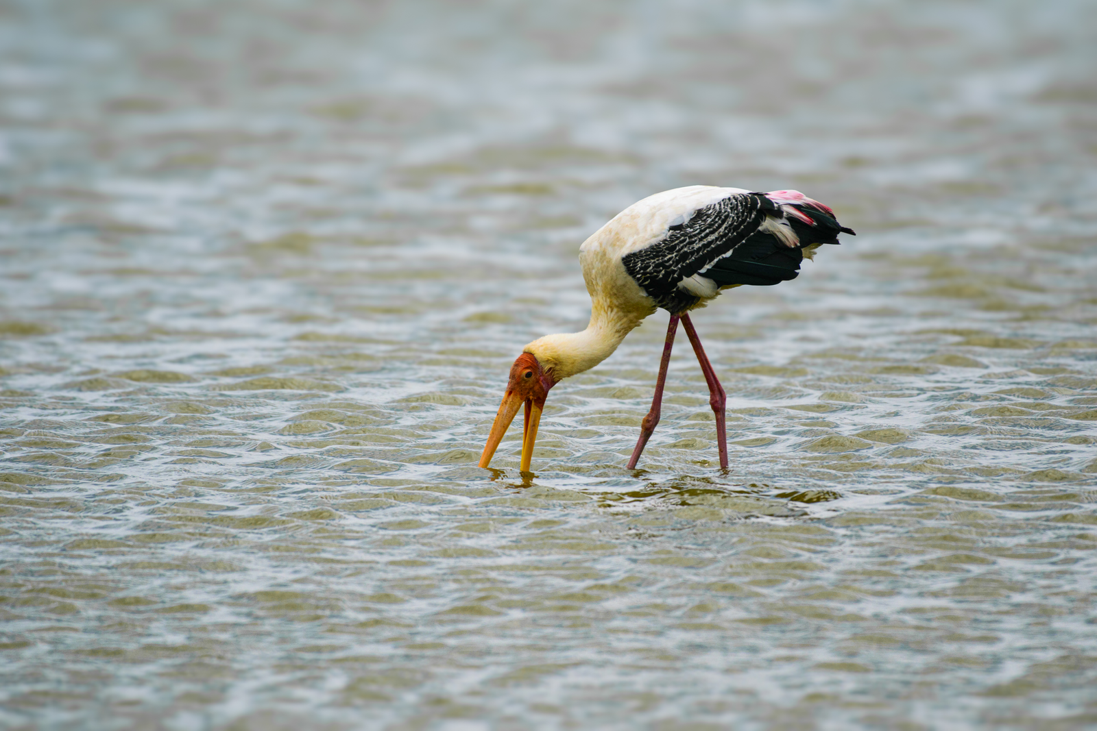 HUNTER OF SHALLOW SEAS