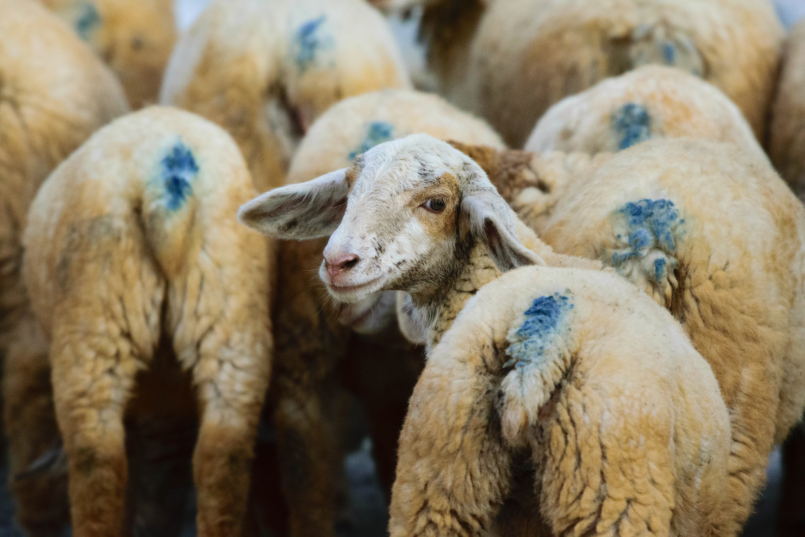 THE SPOTTY SHEEP REBEL