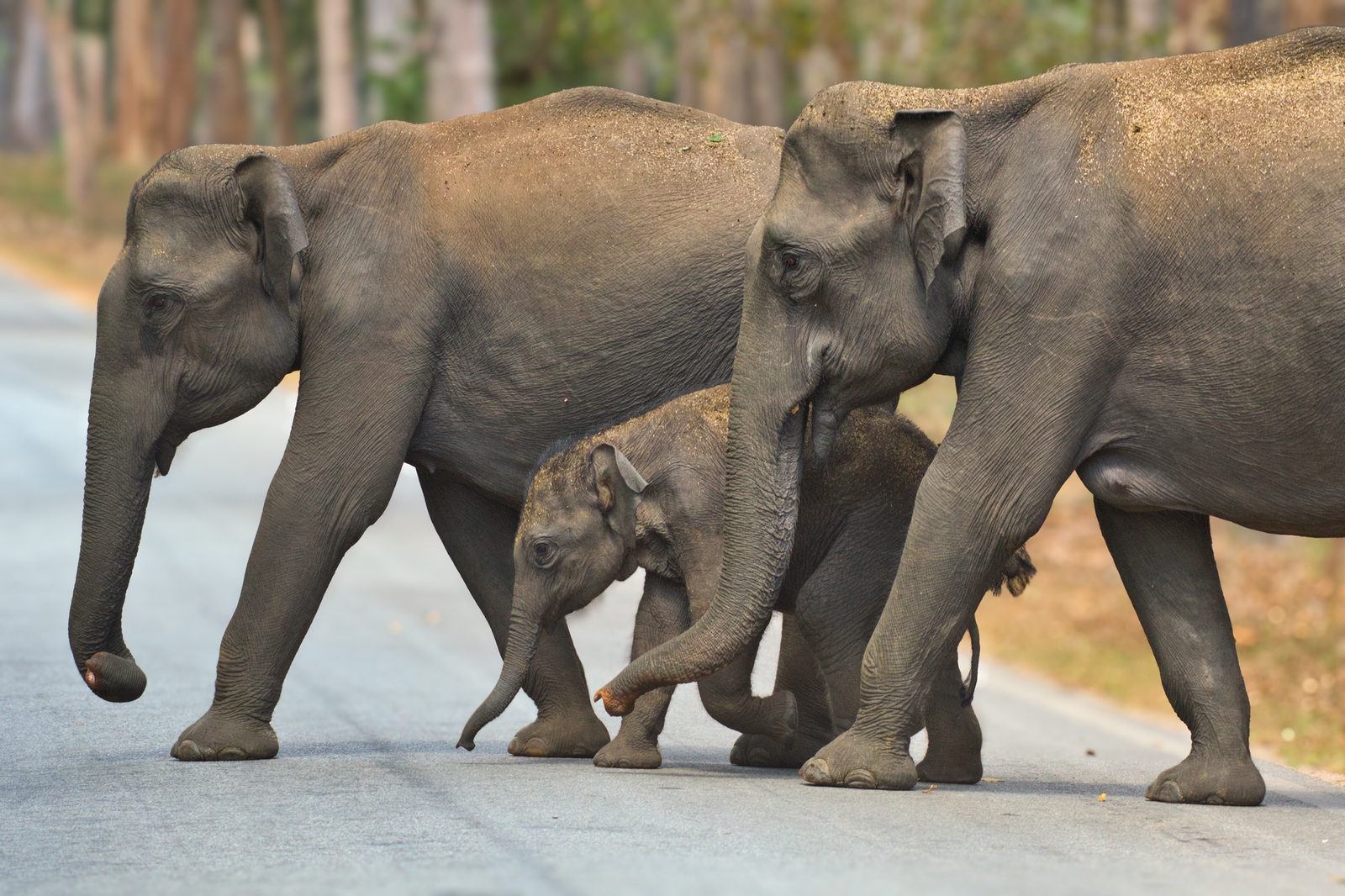 ROAD CROSSING ROYALTY