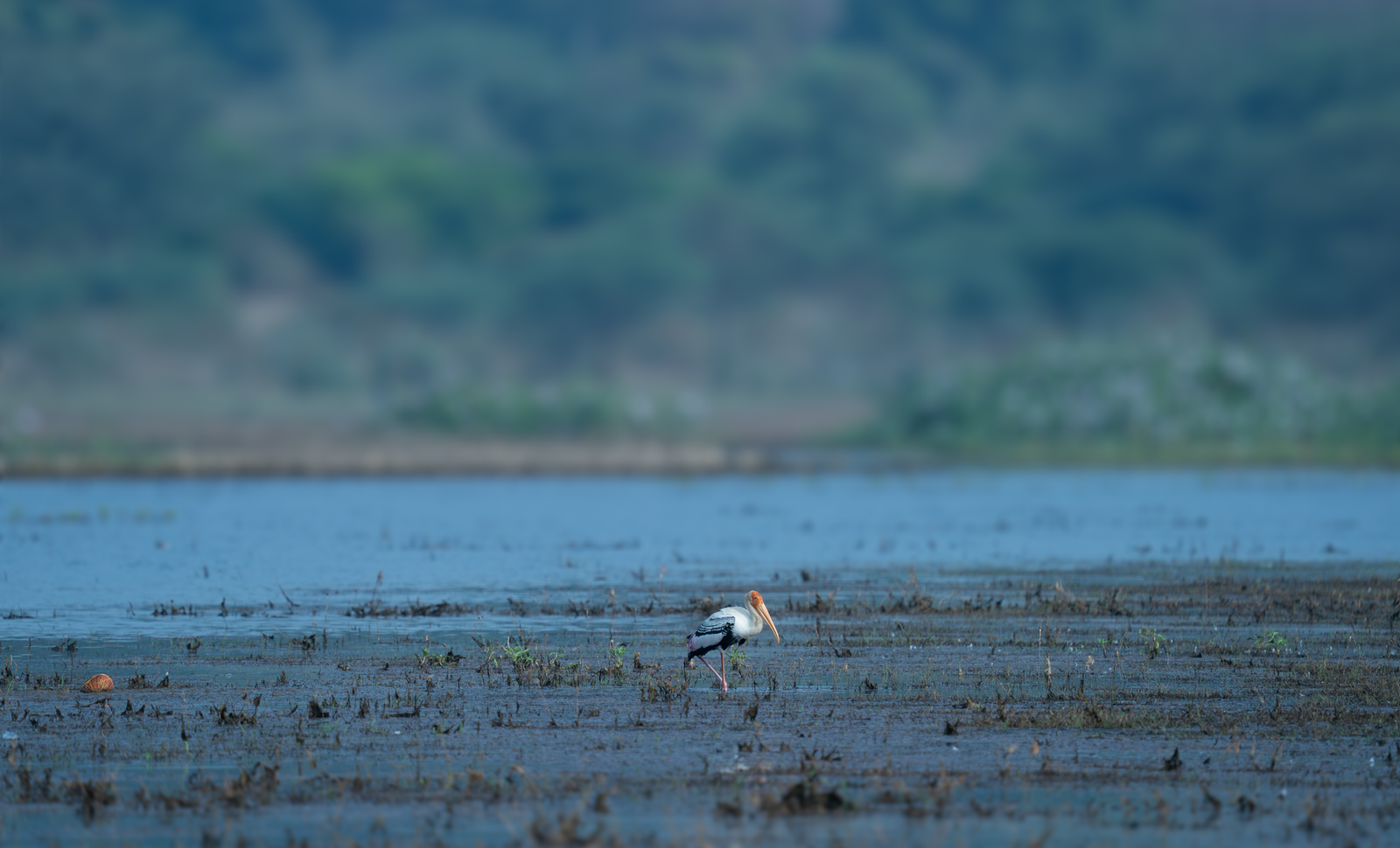 LONE POET OF THE MARSH