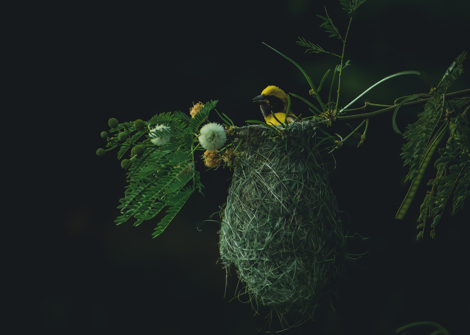 NEST OF A THOUSAND THREADS
